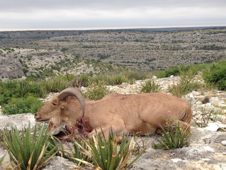 aoudad hunts texas