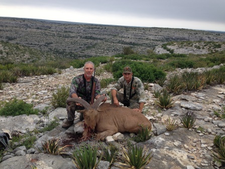 texas free range hunting sheep