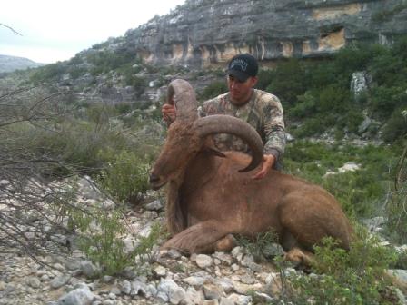 texas aoudad huhnting