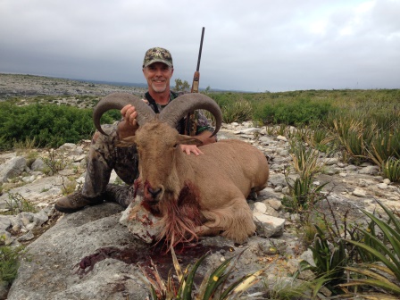 corsican sheep aoudad hunting