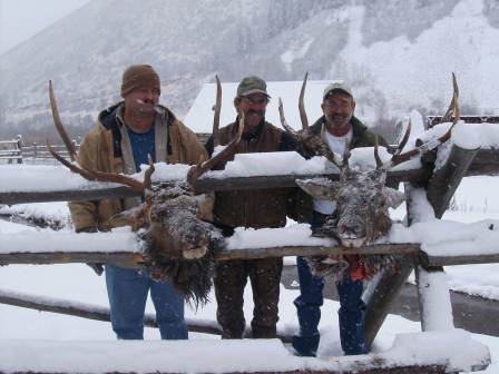 Colorado elk guides deer hunting